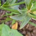 Astrantia maxima Leaf