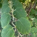 Reynoutria japonica List