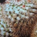 Mammillaria voburnensis Leaf