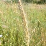 Hordeum bulbosum Other