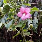 Pavonia dasypetala Flower