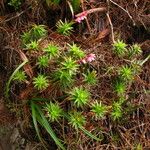 Dracophyllum ouaiemense Habitus