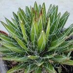 Agave filifera पत्ता