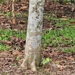 Sterculia monosperma Bark