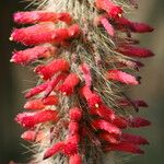 Cleistocactus hyalacanthus Kwiat