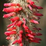 Cleistocactus hyalacanthus Flor