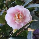 Camellia japonicaFlor