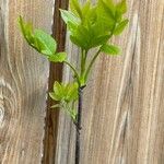 Fraxinus latifolia Leaf