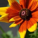 Rudbeckia hirtaFlor