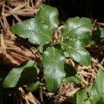 Orthilia secunda Leaf