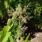 Miconia minutifloraFlower