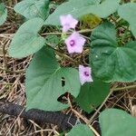 Ipomoea triloba Folla