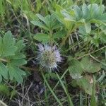 Hydrophyllum capitatum Flower