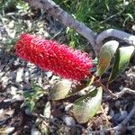 Grevillea nepwiensis 花