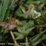 Damasonium polyspermum Muu