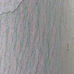 Eucalyptus parvula Corteza