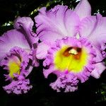 Cattleya trianae 花