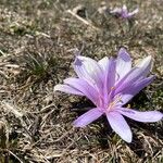 Colchicum filifoliumFlower