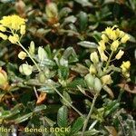 Biscutella sempervirens Alia