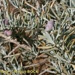Cneorum pulverulentum Habit