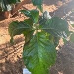 Morinda citrifolia Лист