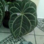 Anthurium clarinerviumBlad