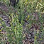 Pultenaea villifera Habit