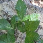 Allophylus rubifolius Leaf