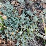 Teucrium polium Листок