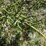 Koeberlinia spinosa Leaf