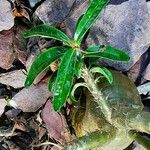 Pachypodium succulentum Blad