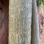 Dracaena angustifolia Bark