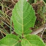 Ficus mucuso Leaf