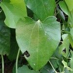 Aristolochia elegans Leaf