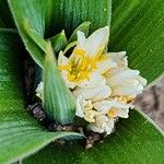 Ornithogalum lanceolatum Flor