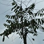 Theobroma cacao Leaf