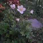 Anemone sylvestris Kwiat