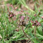 Plantago atrata Flower