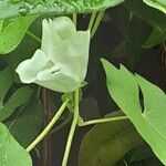 Lonicera acuminata Flower