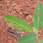 Chamaecrista nictitans Yaprak