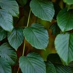 Gouania javanica Leaf