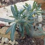 Pachypodium rosulatum Hábito