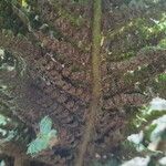 Polystichum setiferumFruit