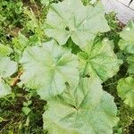 Althaea hirsuta Folha