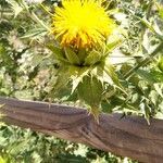 Carthamus arborescens Flower