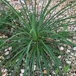 Agave stricta ഇല