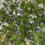 Drypis spinosa Likasa