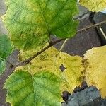 Betula pubescens Leaf