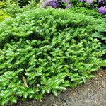 Abies koreana عادت داشتن