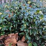 Sarcococca orientalis Vivejo